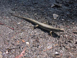 Image of Warm-temperate Water-skink