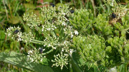 Plancia ëd Heracleum sphondylium subsp. montanum (Schleicher ex Gaudin) Briq.