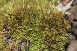 Image of weissia moss