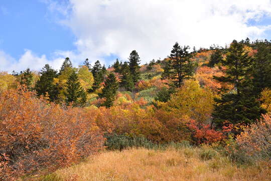 Imagem de Abies mariesii Mast.