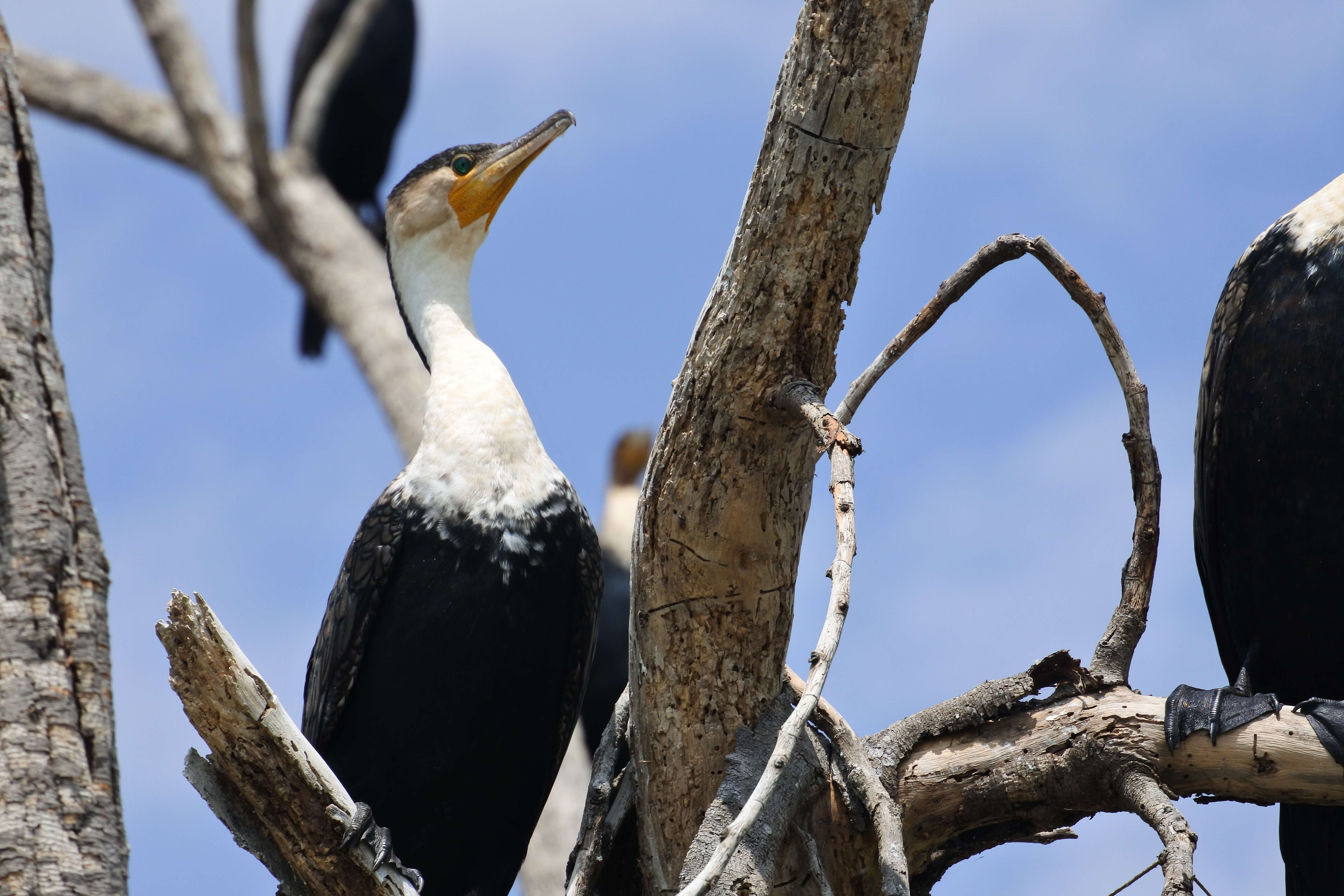 Image of White-breasted Cormorant