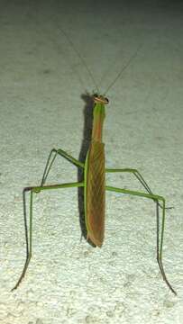 Image of Chinese Mantid