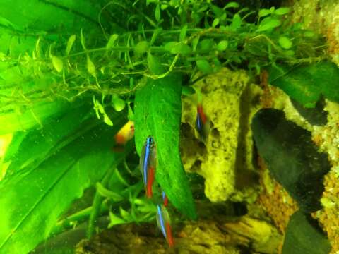 Image of Neon tetra