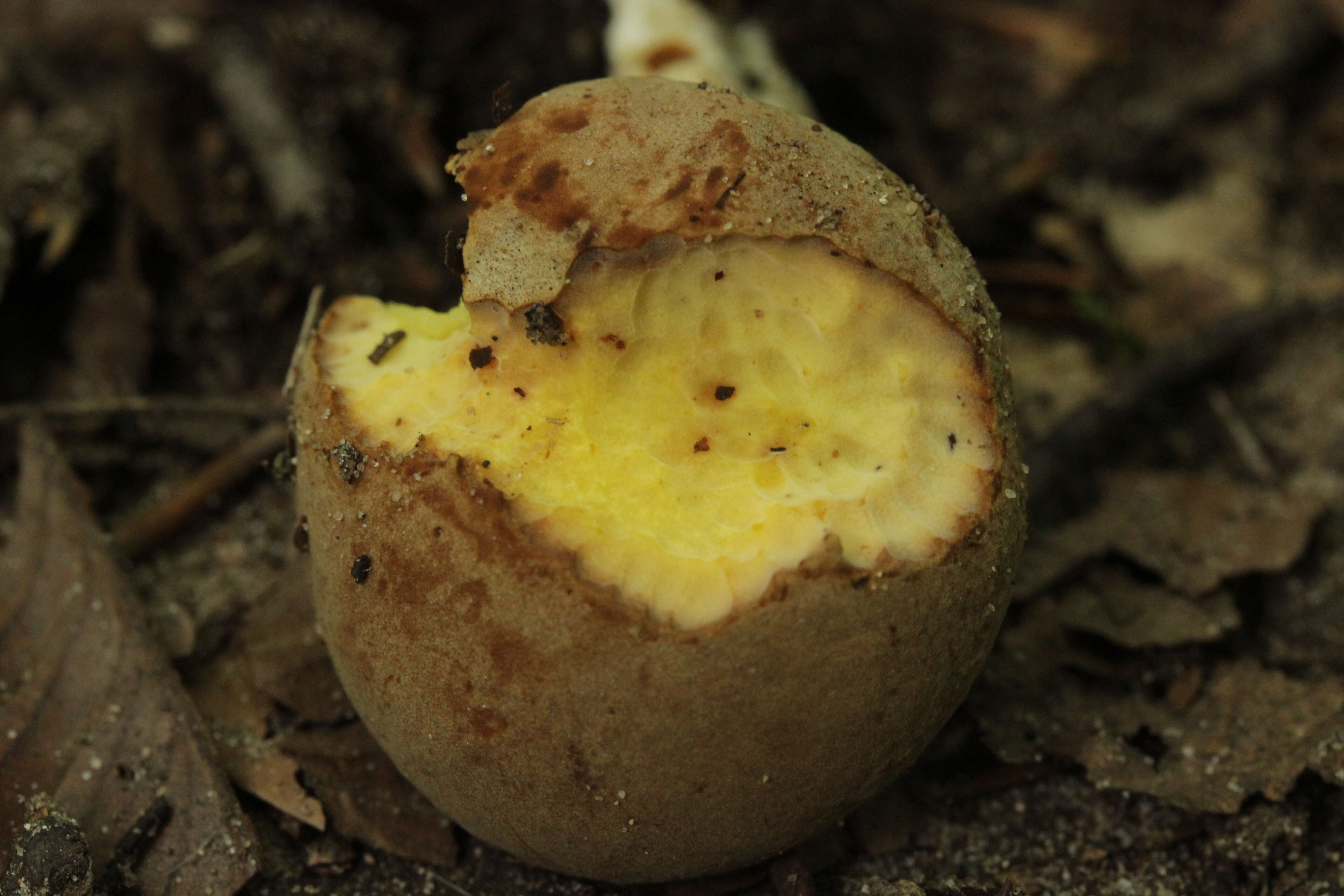 Image of Boletus subtomentosus L. 1753