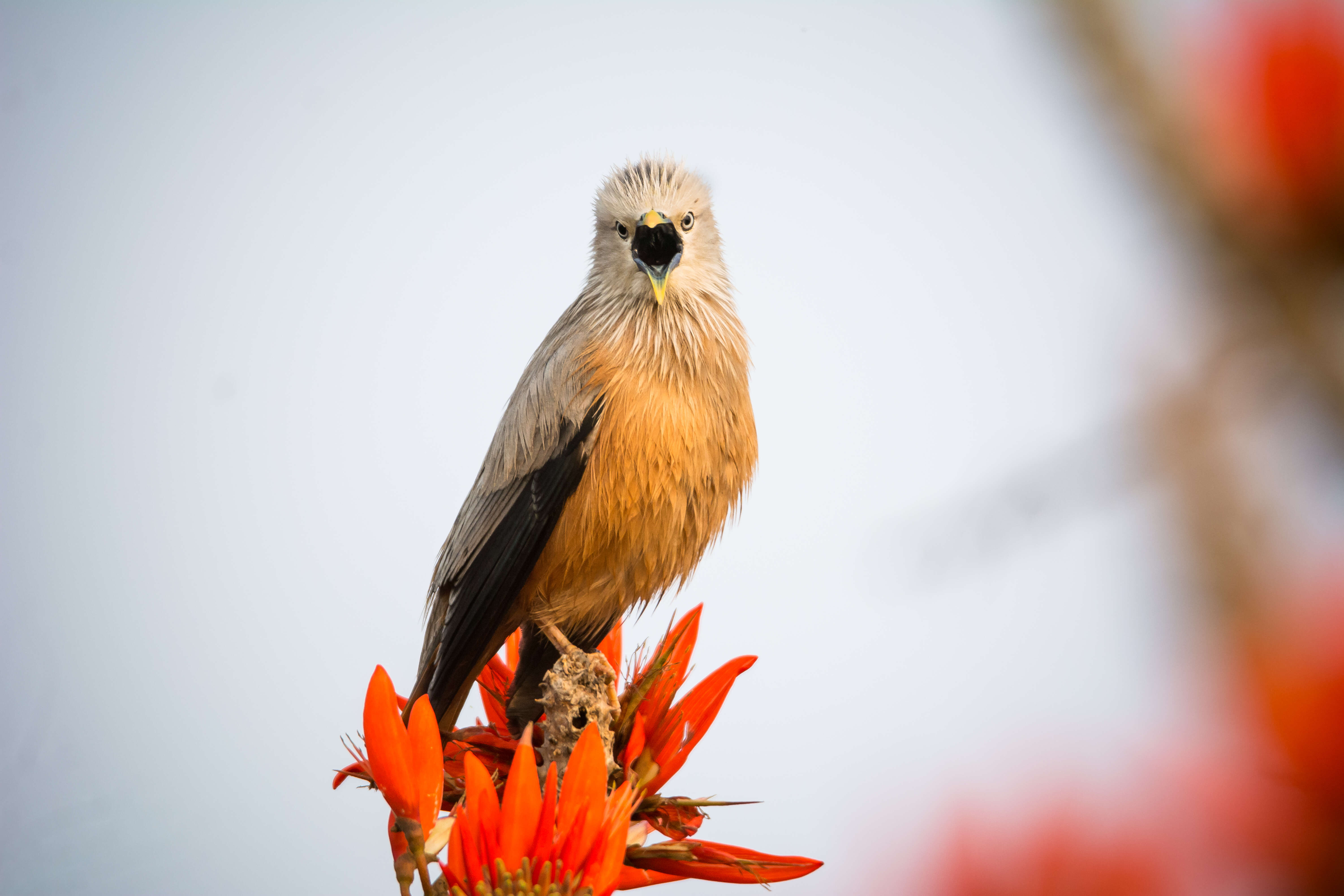 Image of Coral tree