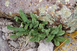 Image of moving polemonium