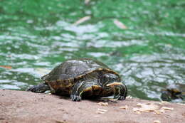 Image of slider turtle, red-eared terrapin, red-eared slider