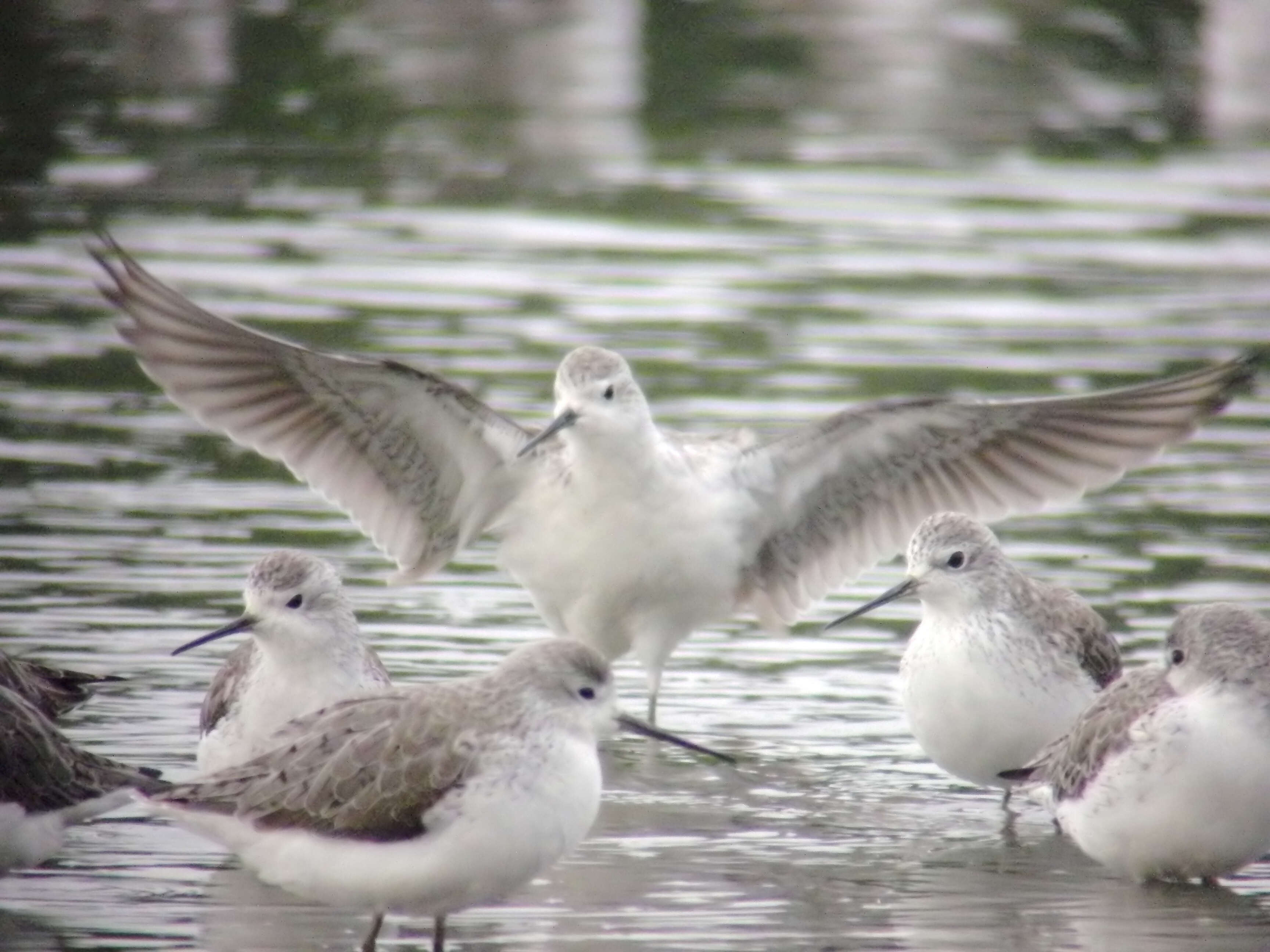 Image of Marsh Sandpiper