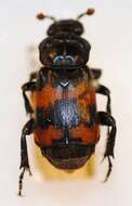 Image of Nicrophorus (Nicrophorus) interruptus (Stephens 1830)