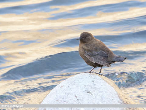 Image of Brown Dipper