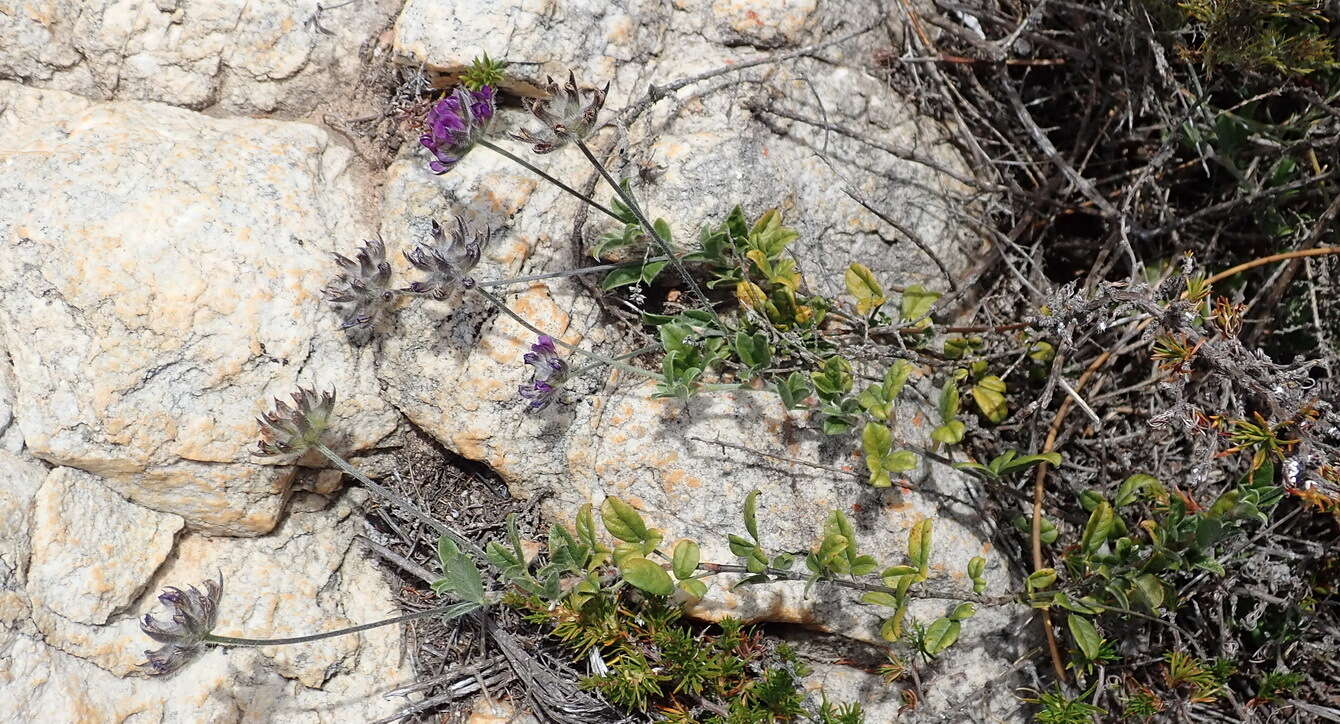 Image of Otholobium swartbergense C. H. Stirt.