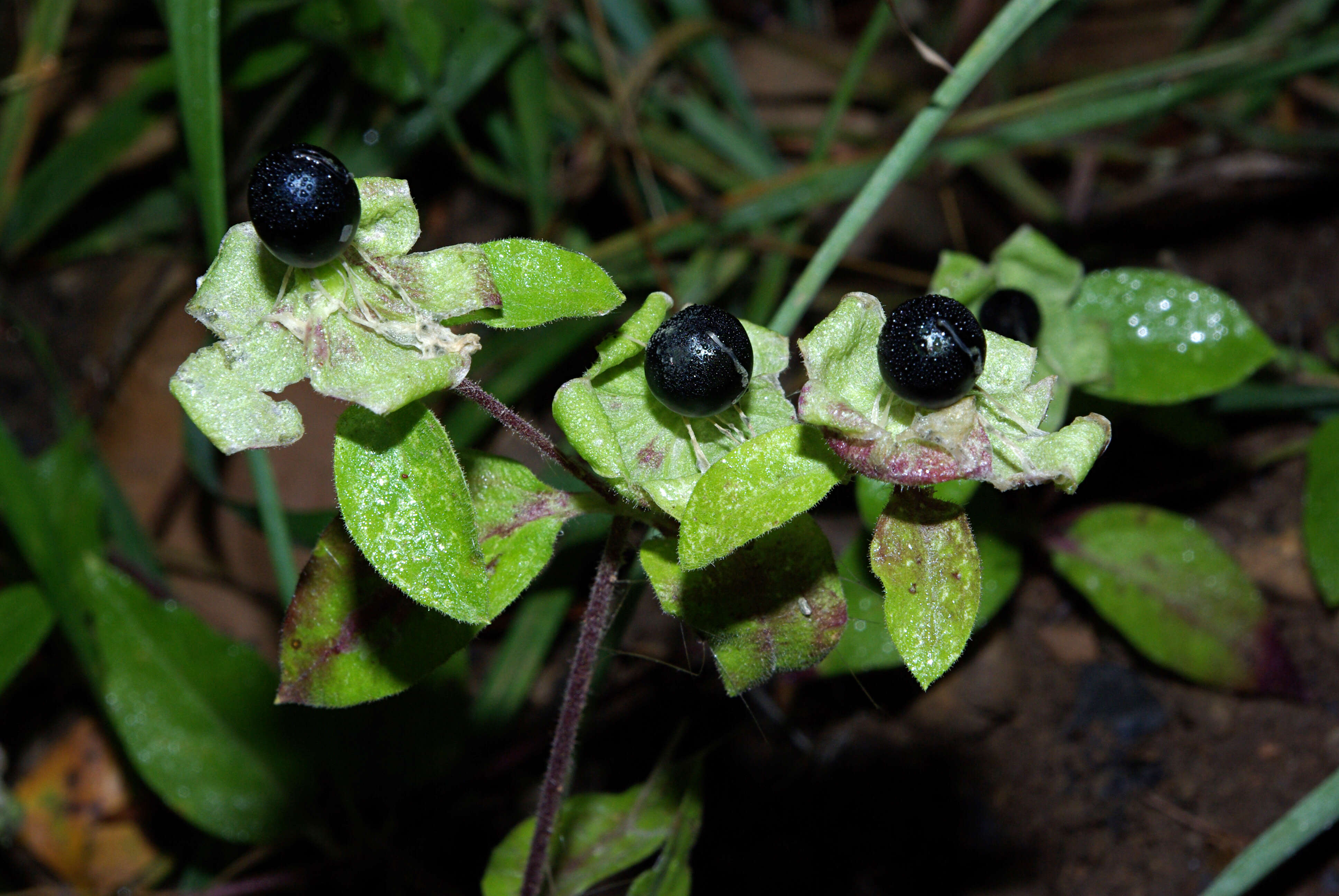 Imagem de Silene baccifera (L.) Roth