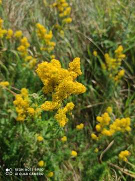 Image of Lady's Bedstraw