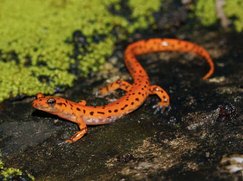 Image of Cave Salamander