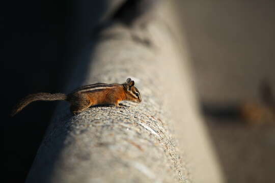 Image of Yellow-pine Chipmunk