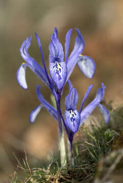 Image of Iris reticulata M. Bieb.