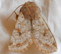 Imagem de Orthosia hibisci Guenée 1852