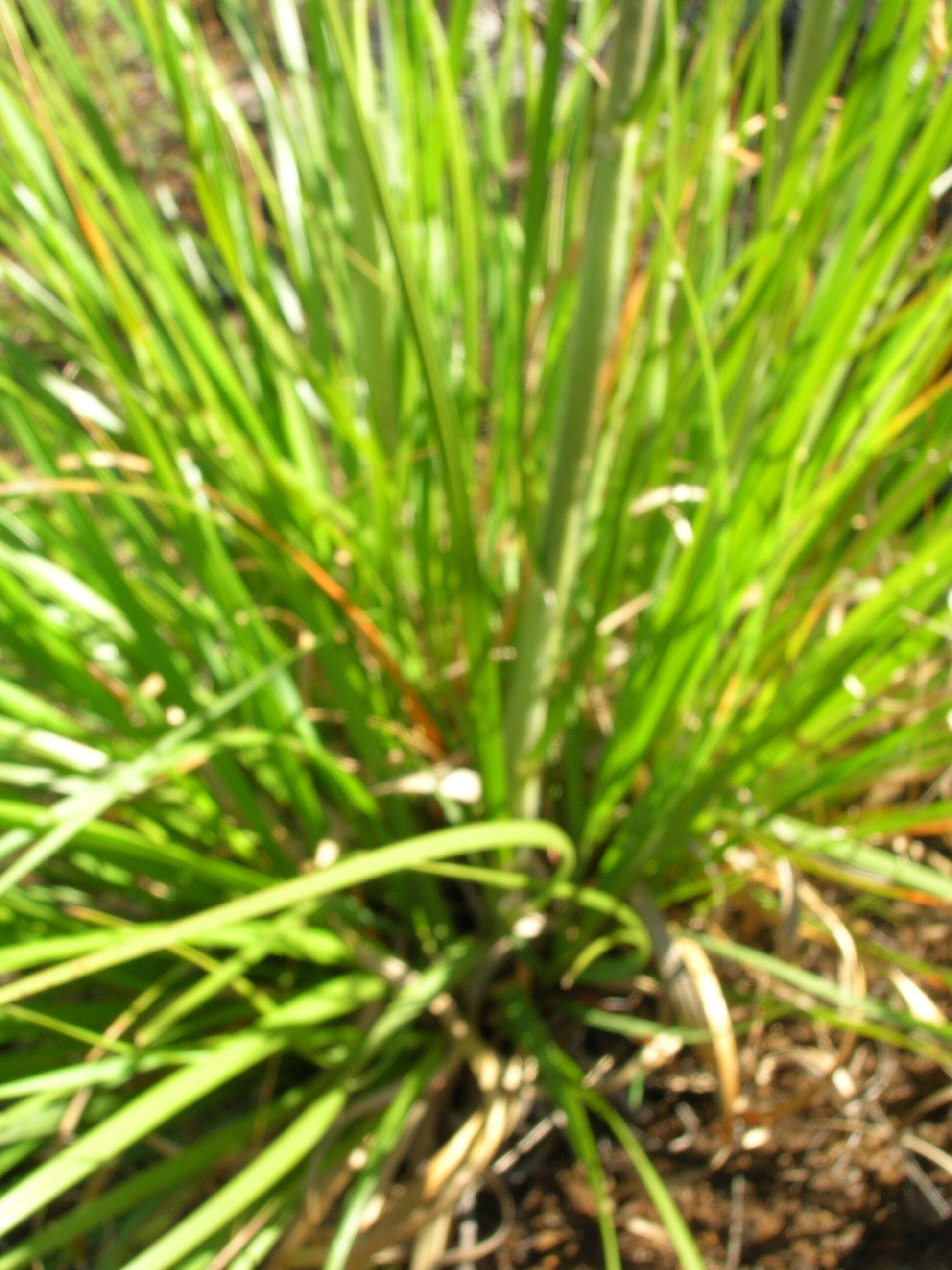 Image of purple pampas grass