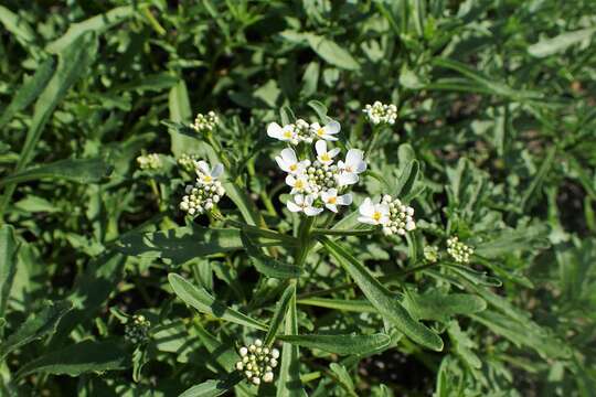 Plancia ëd Iberis amara L.