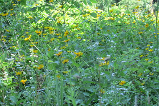 صورة Symphyotrichum ericoides (L.) G. L. Nesom