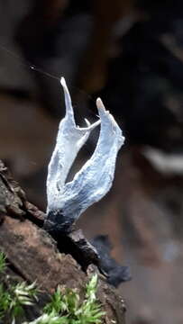 Image of Candle-snuff Fungus