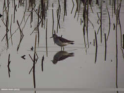 Image of Wood Sandpiper