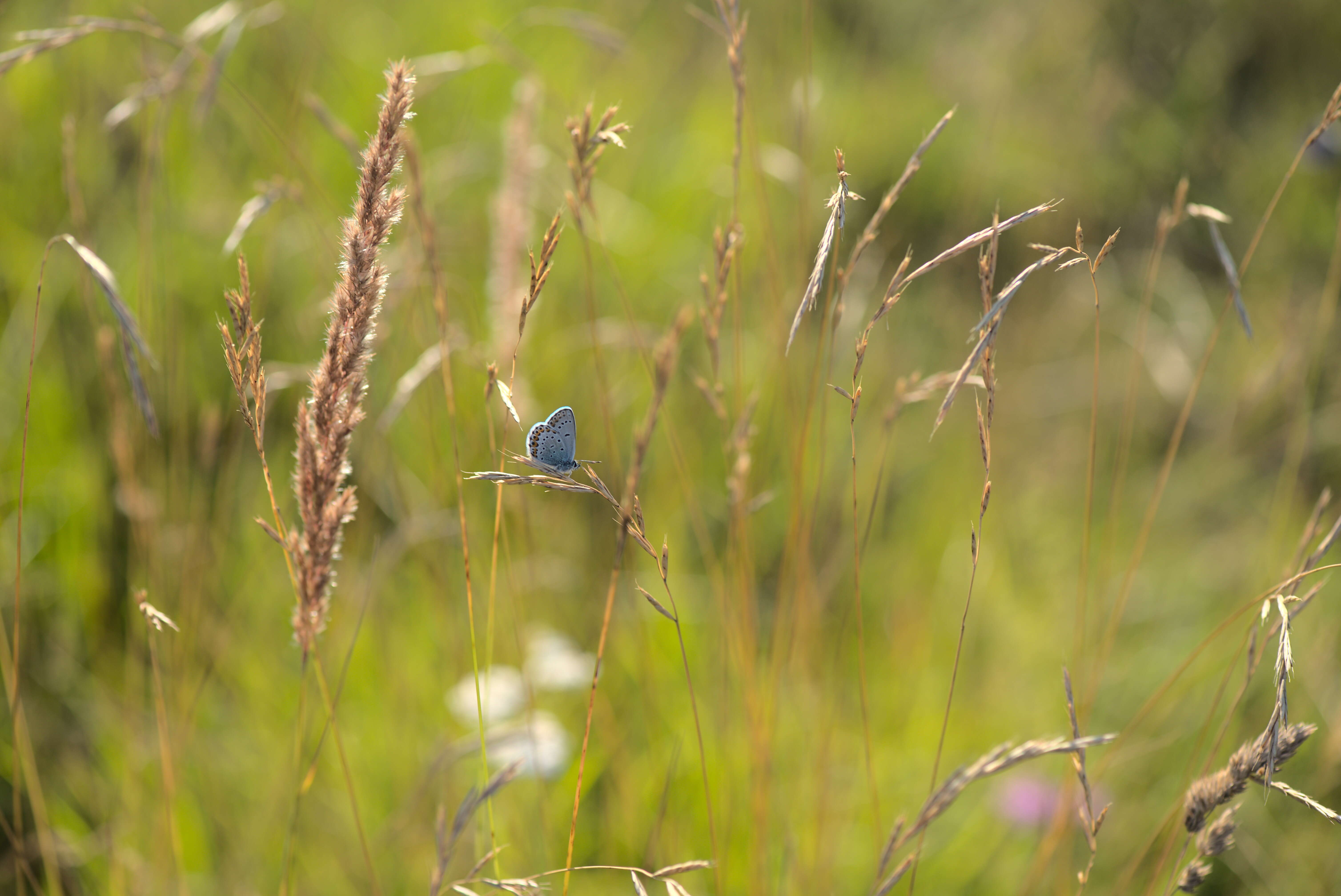 Image of Plebejus idas