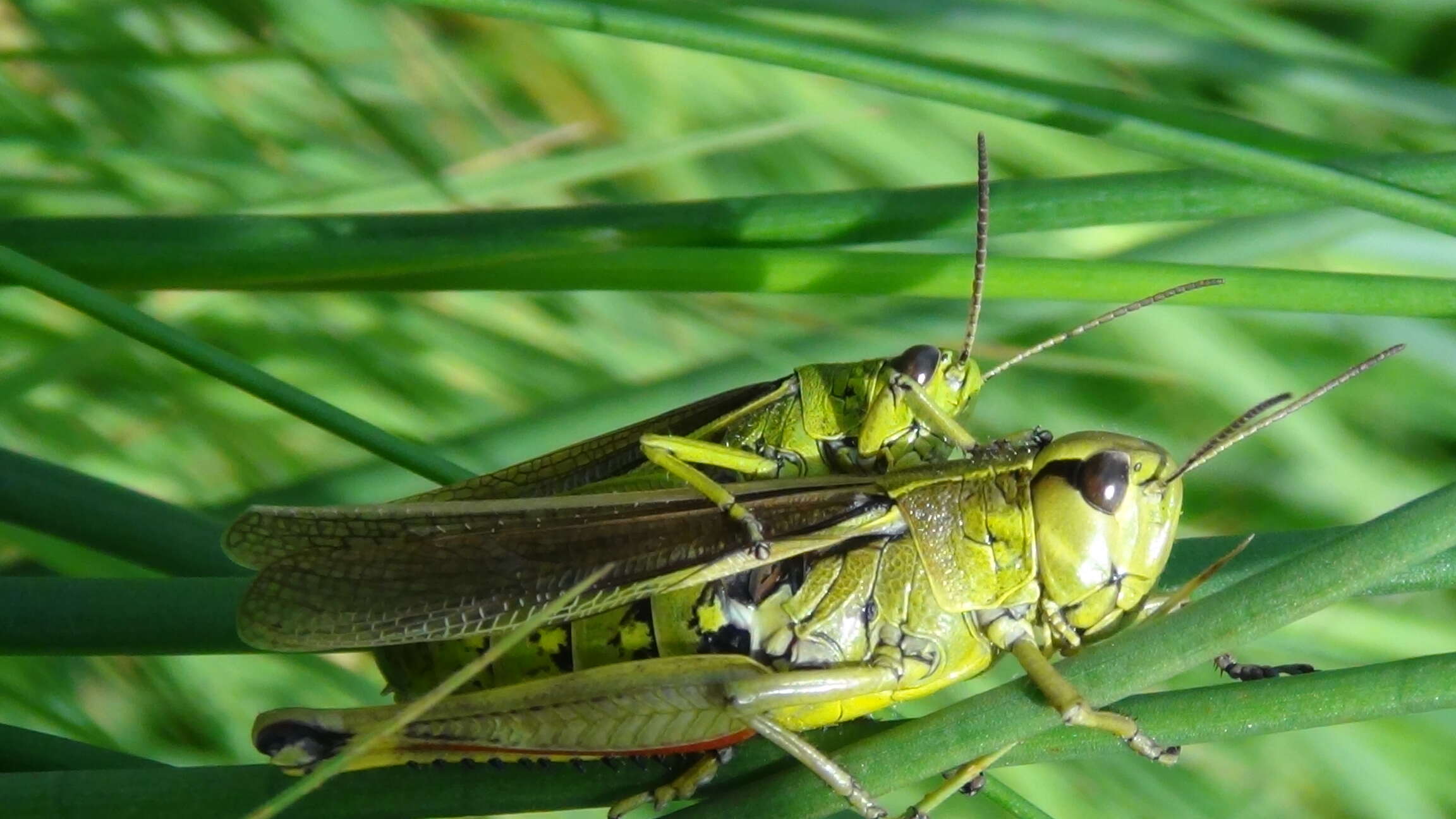 Image of Large marsh grasshopper