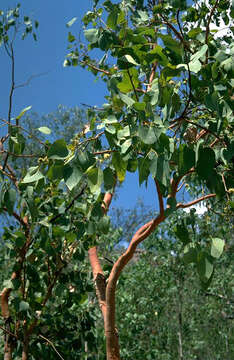 Image of Eucalyptus bigalerita F. Müll.