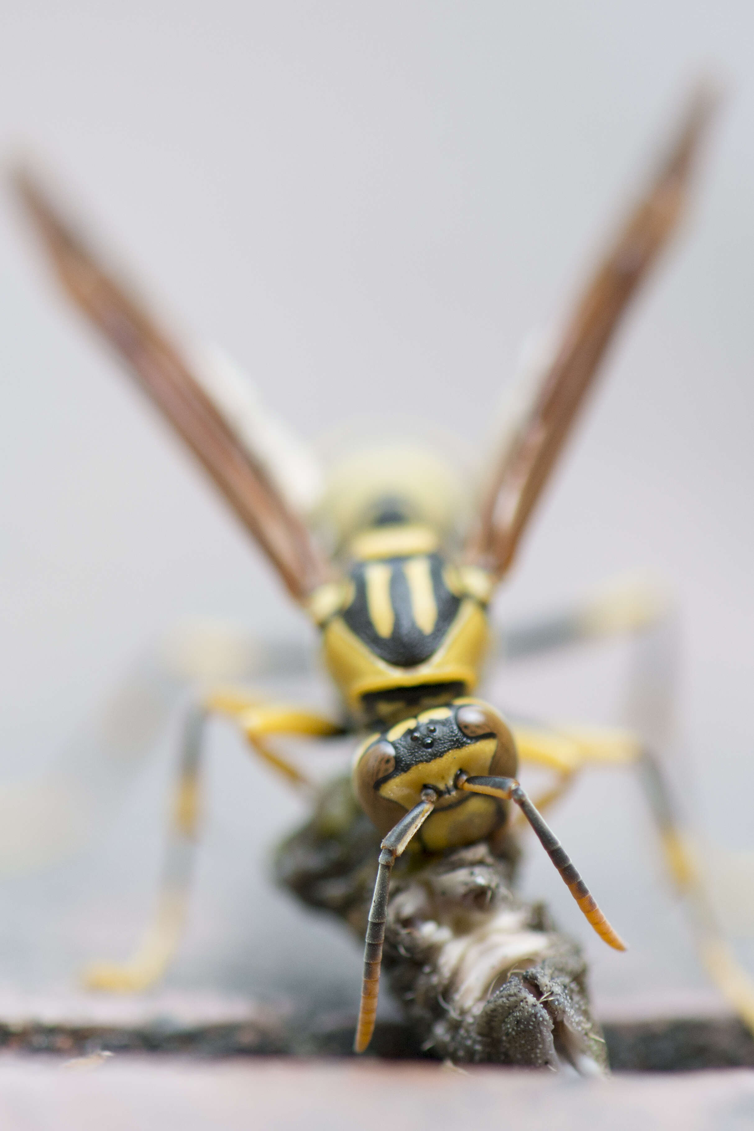 Image of Polistes rothneyi Cameron 1900