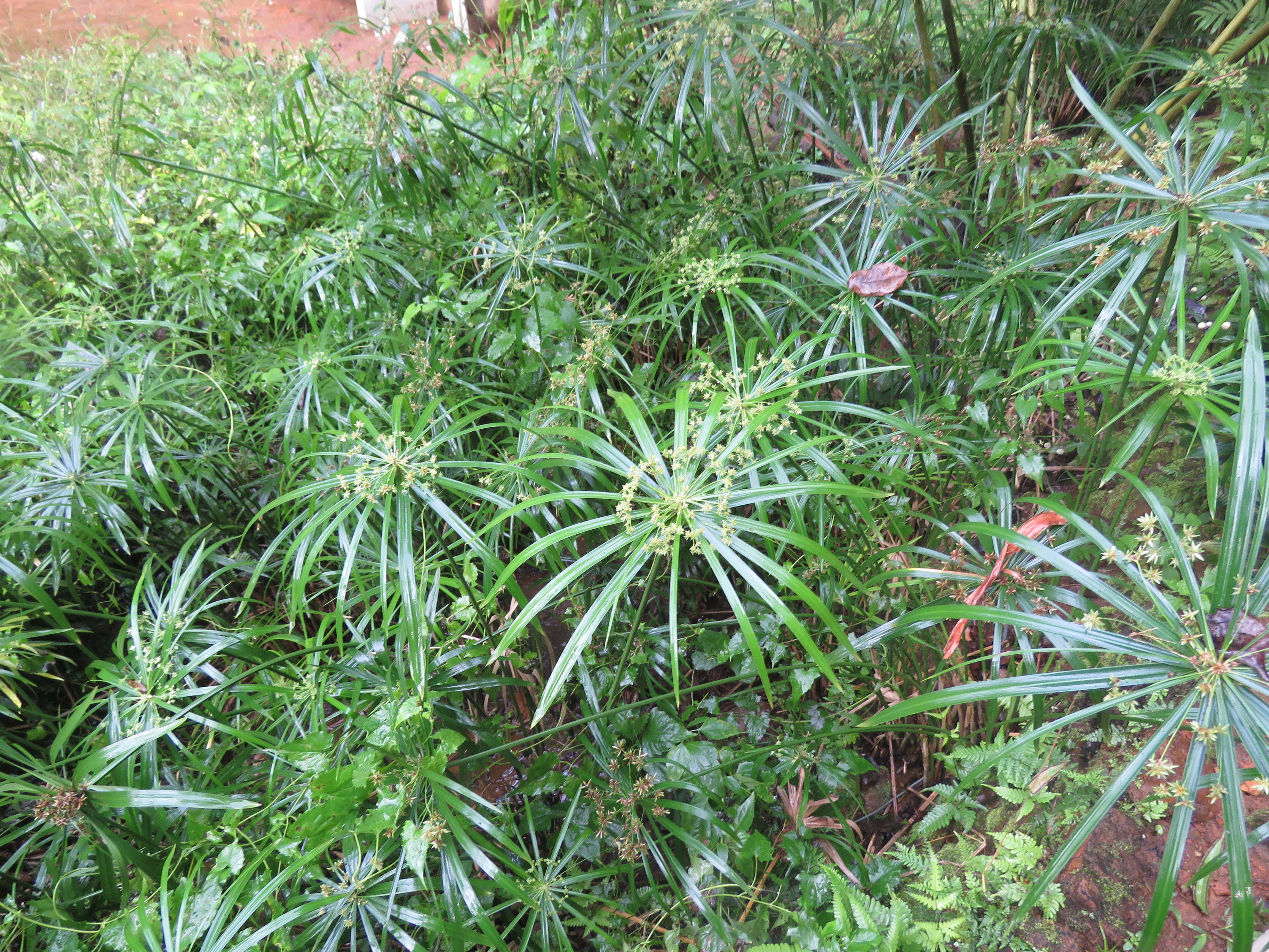 Sivun Cyperus alternifolius L. kuva