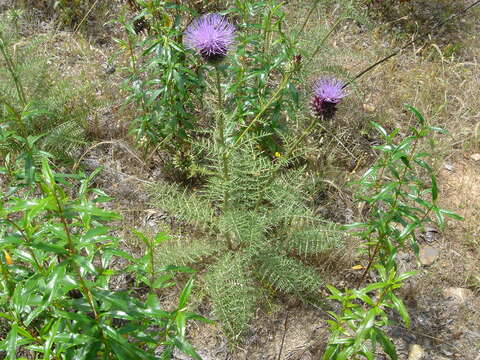 Image of Cynara humilis L.