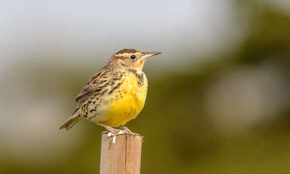 Image of Western Meadowlark