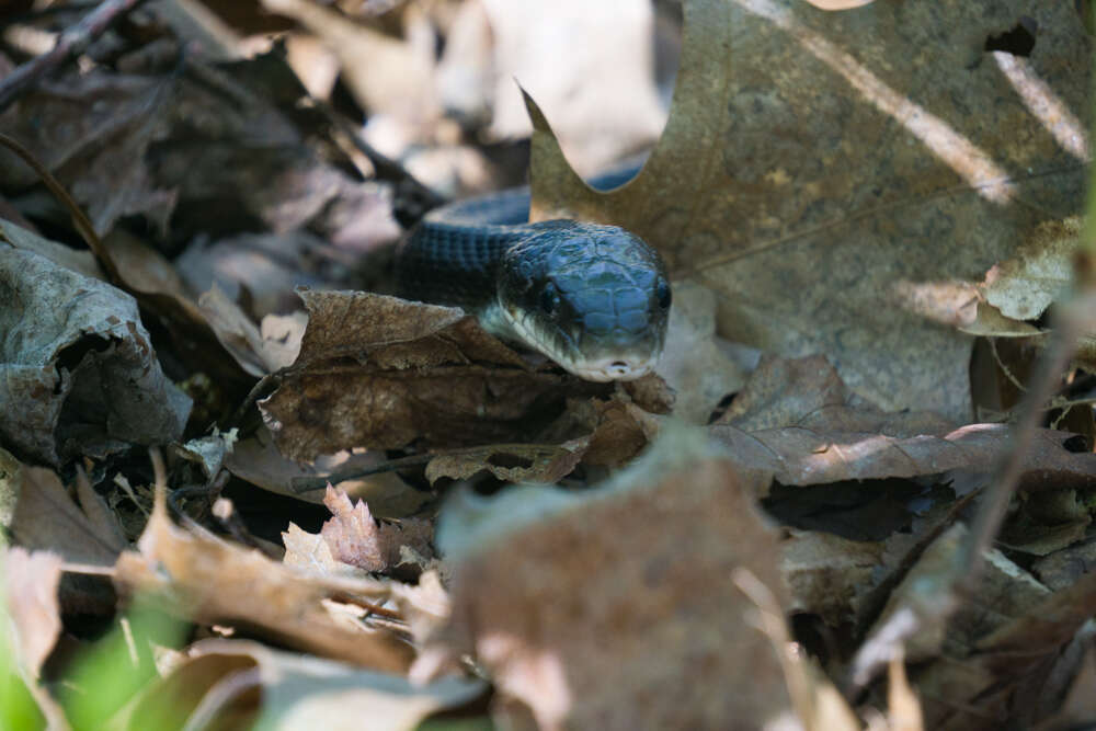 Image of black rat snake