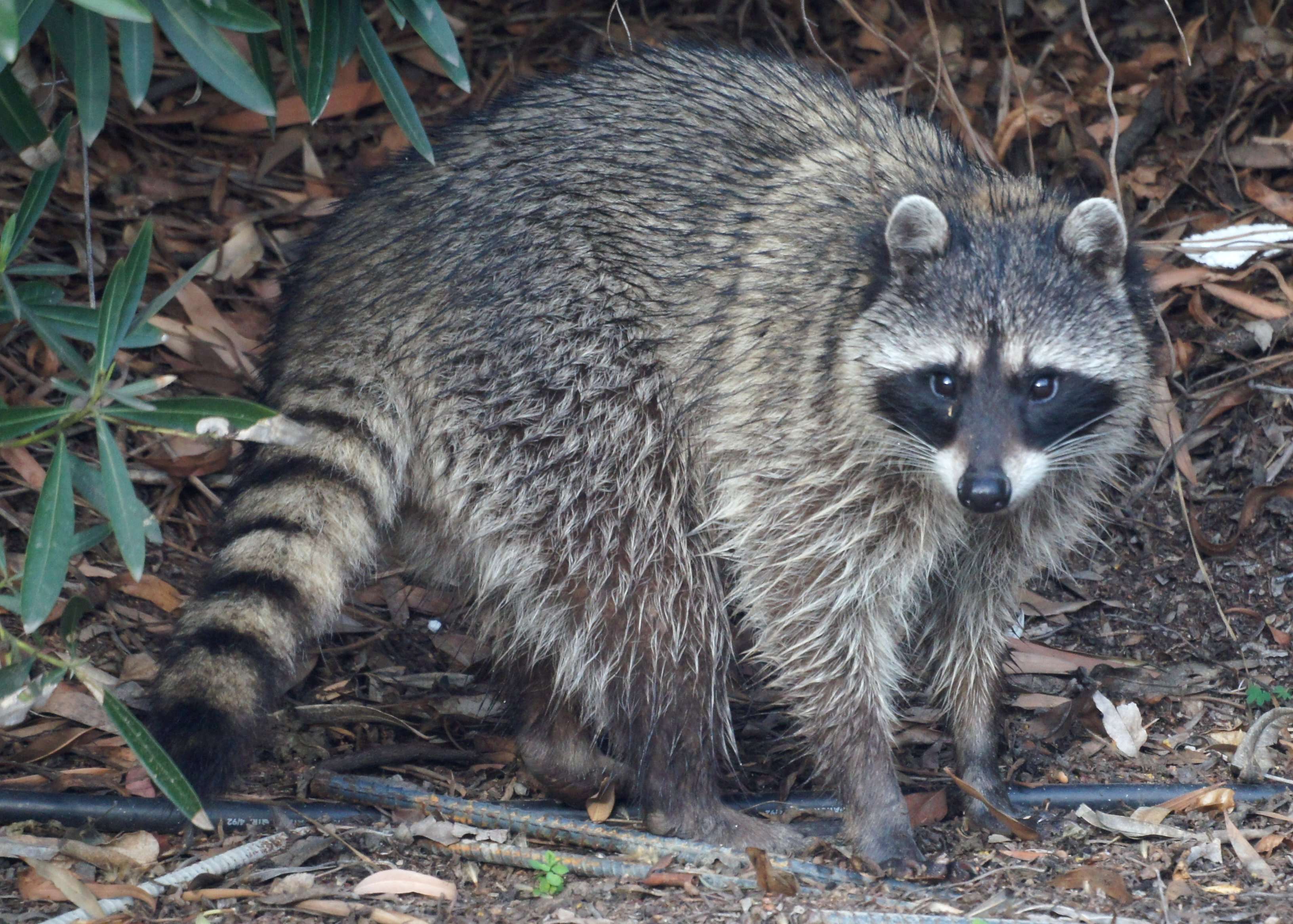 Image of raccoons