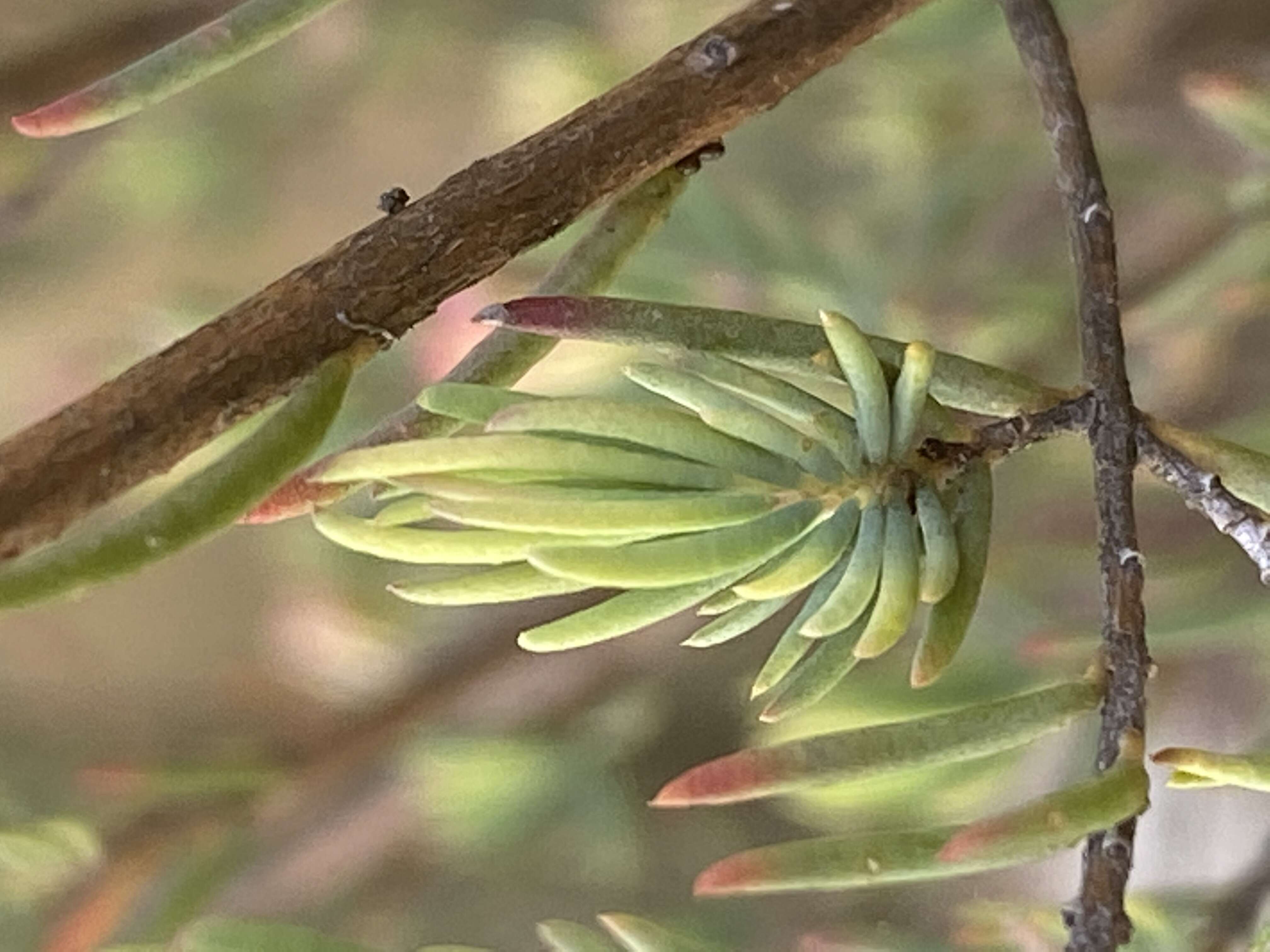 Image of Homoranthus wilhelmii Cheel