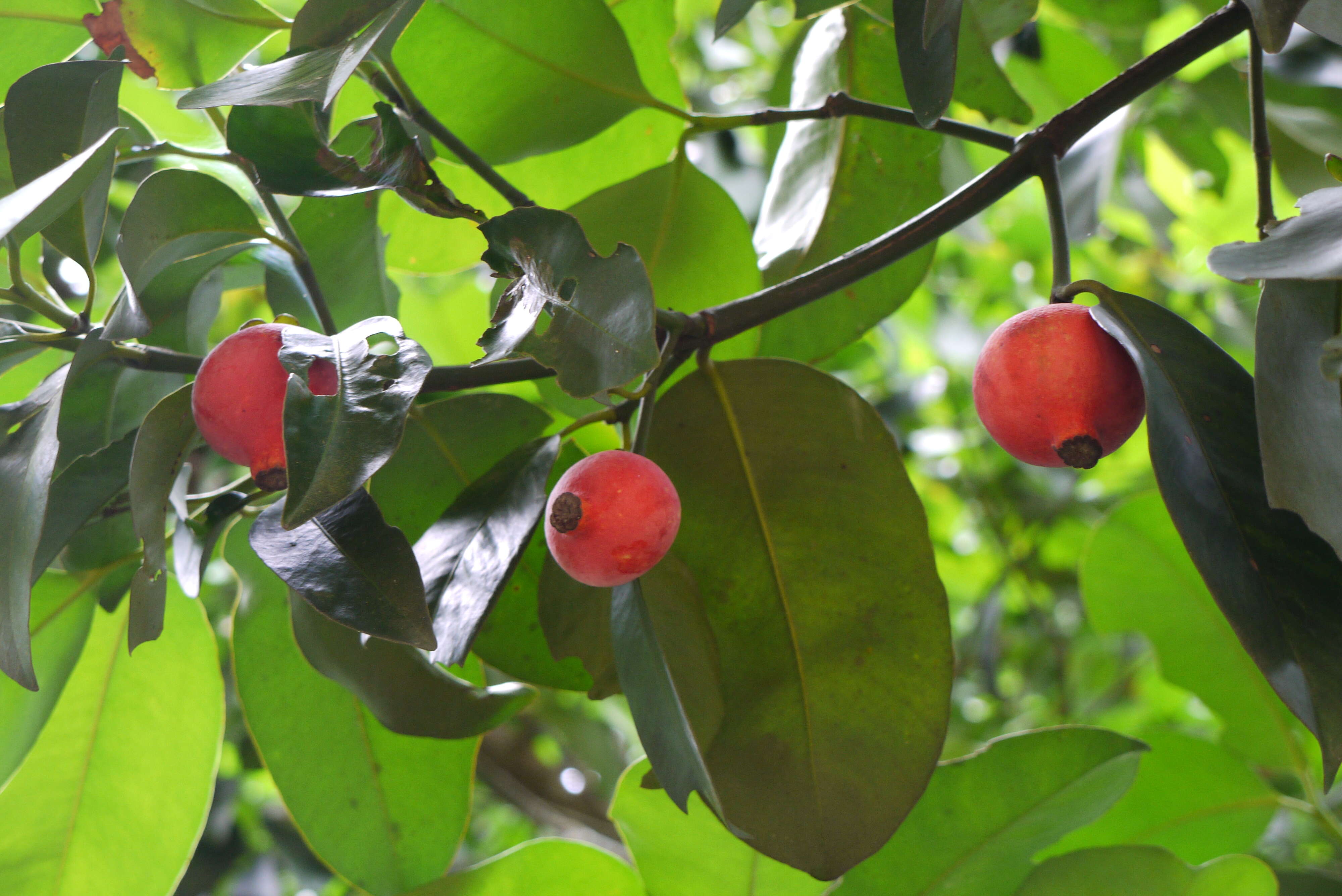 Image of Garcinia hombroniana Pierre