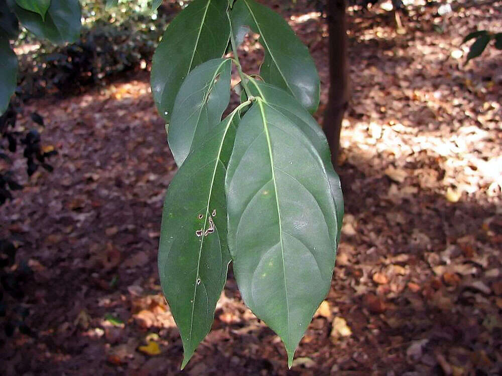 Image de Cornus capitata subsp. angustata (Chun) Q. Y. Xiang