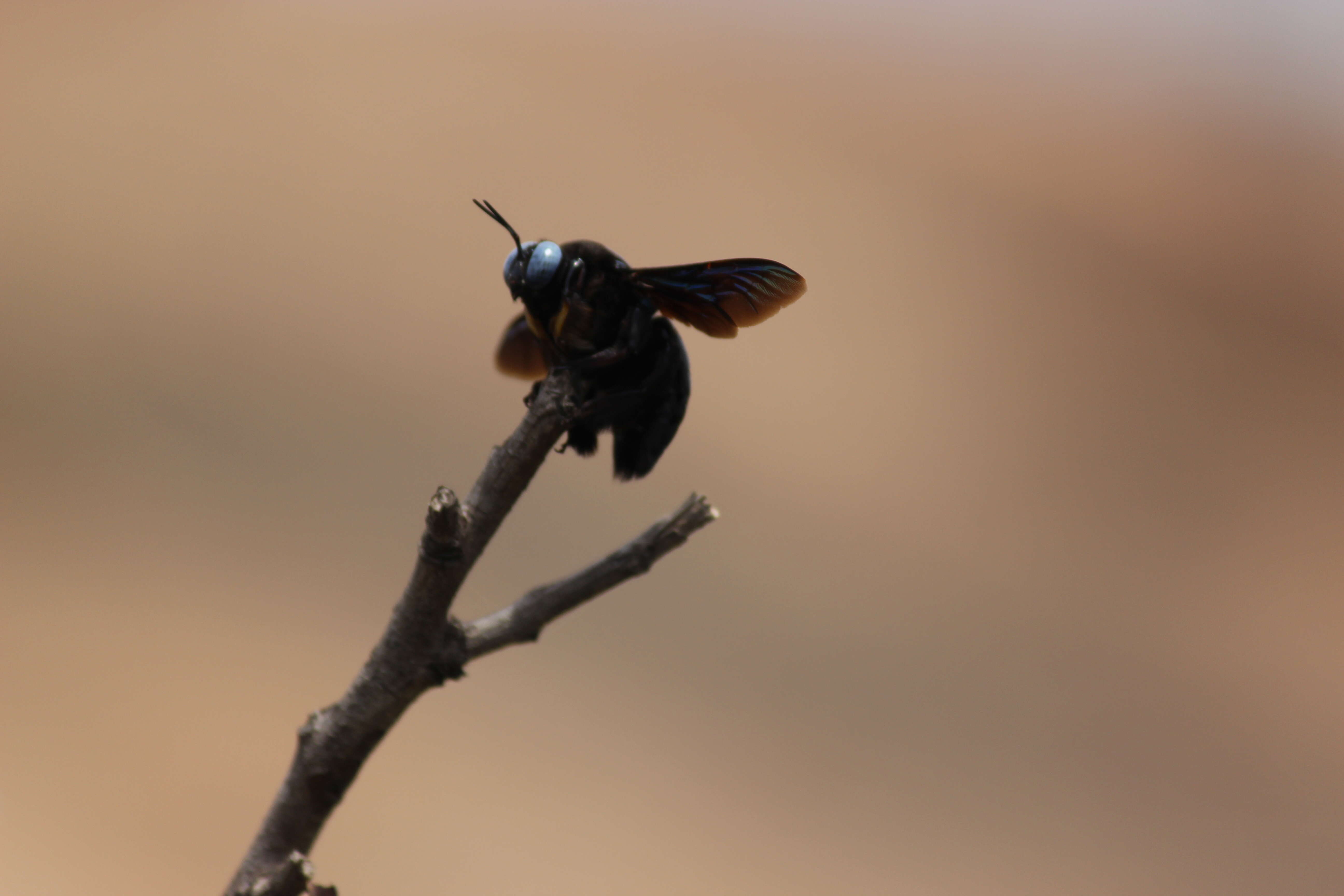 Image of large carpenter bee