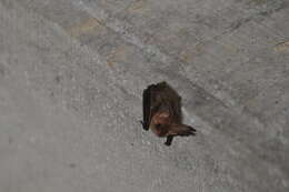 Image of Brown long-eared bat