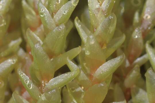 Image of Schleicher's bryum moss