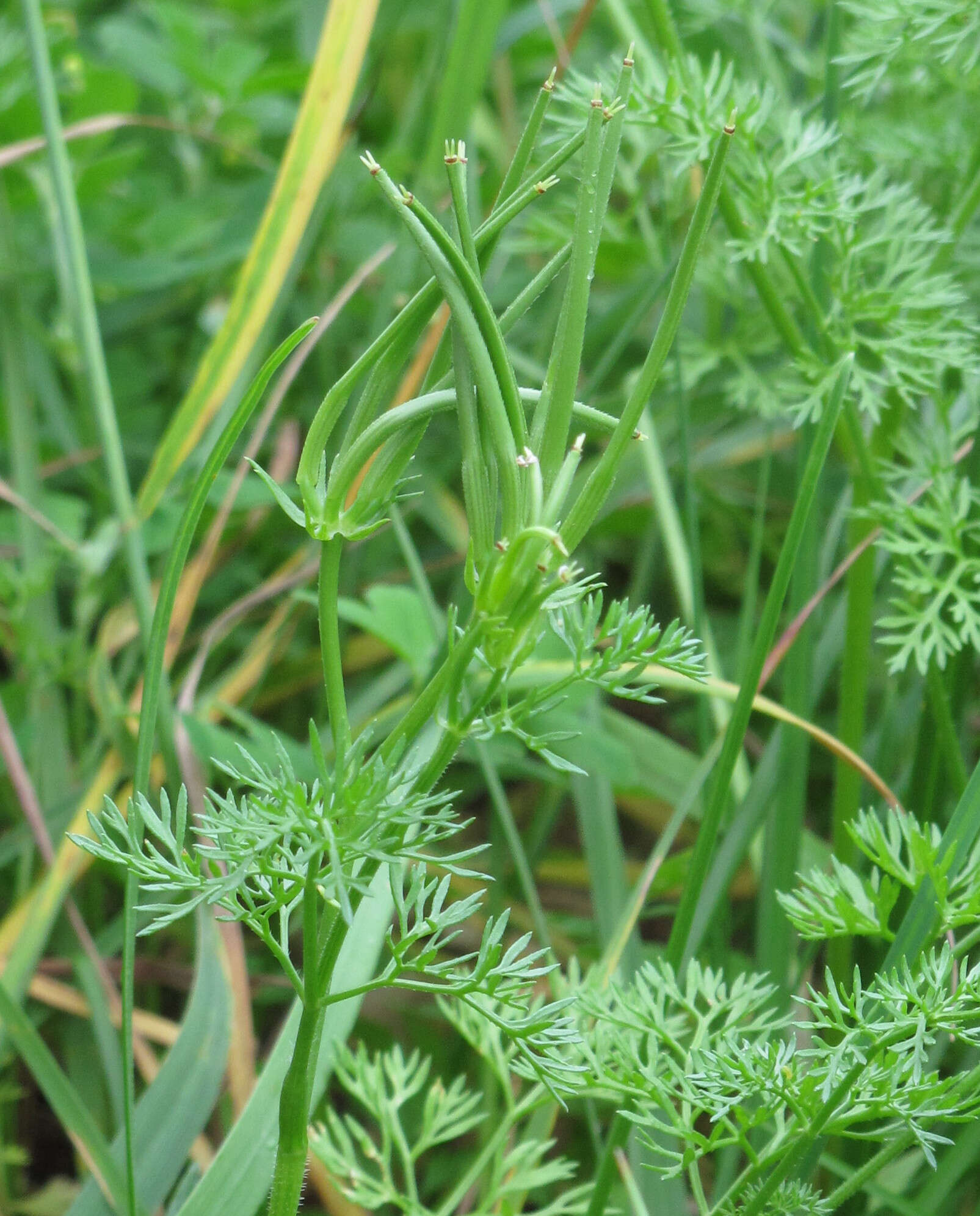 Image of shepherdsneedle