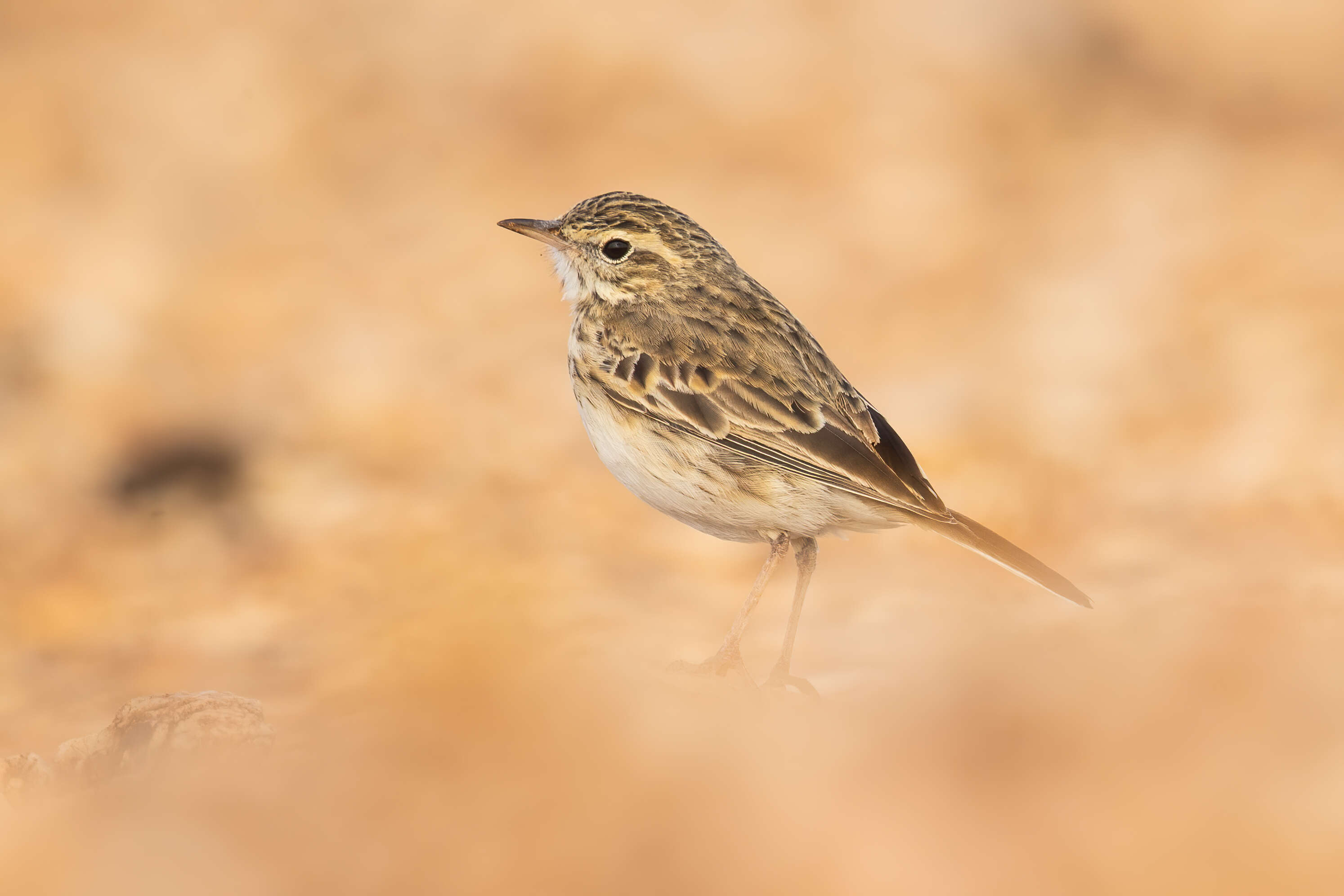 Image of Australasian Pipit