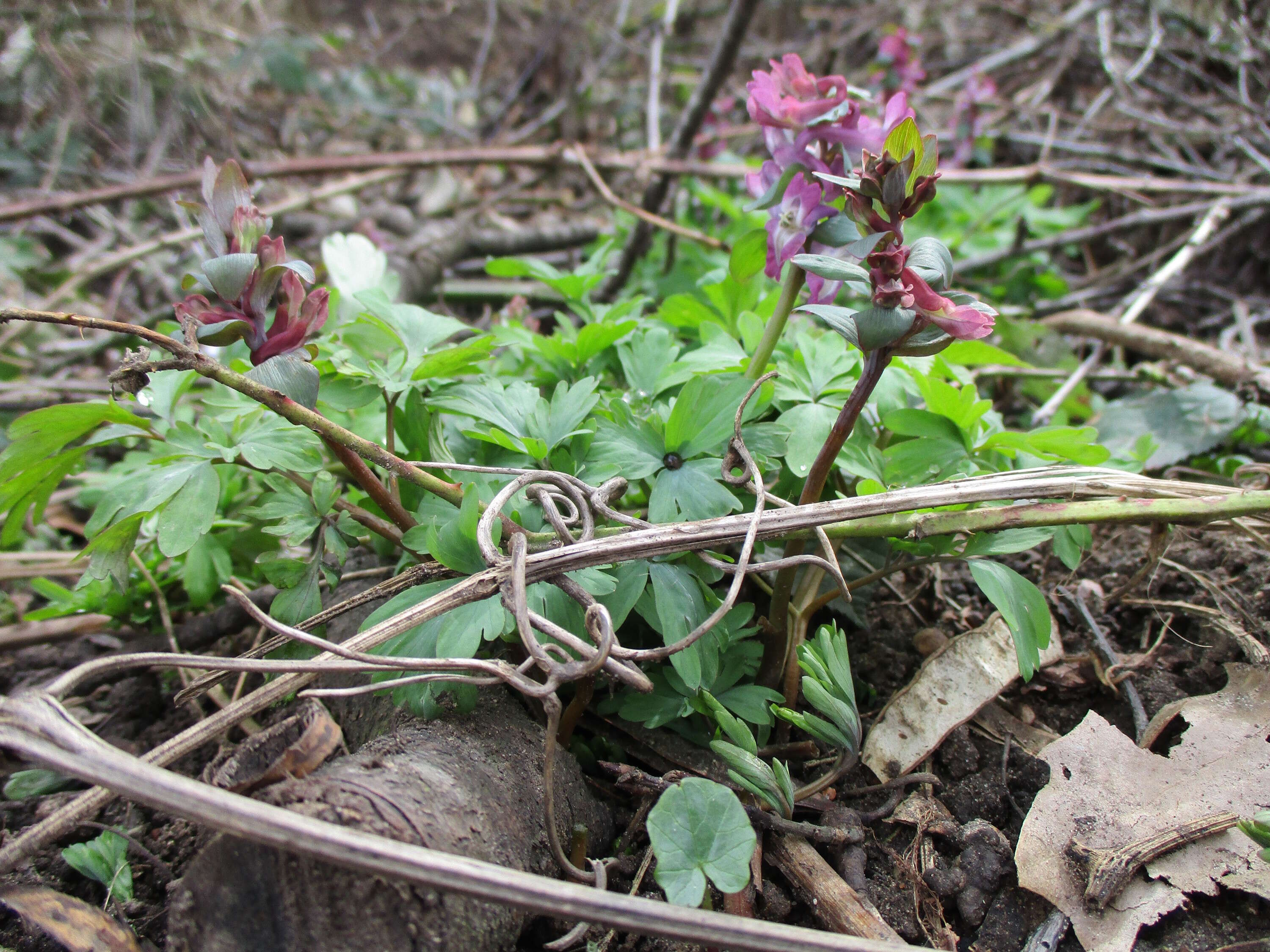 Слика од Corydalis cava (L.) Schweigger & Koerte