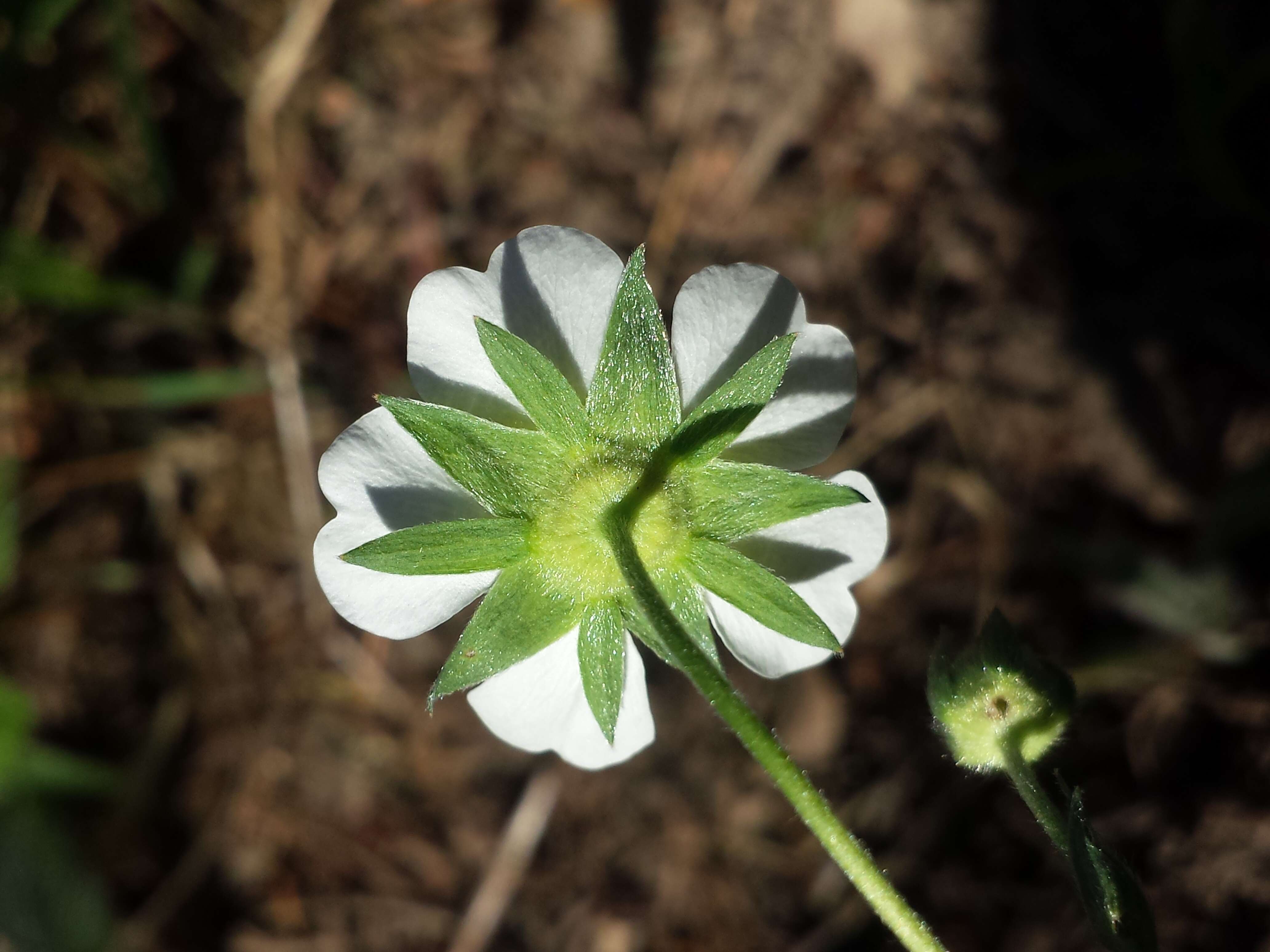 Imagem de Potentilla alba L.