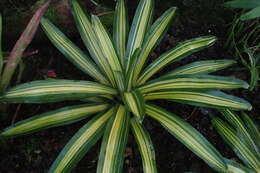 Image of Neoregelia carolinae (Beer) L. B. Sm.