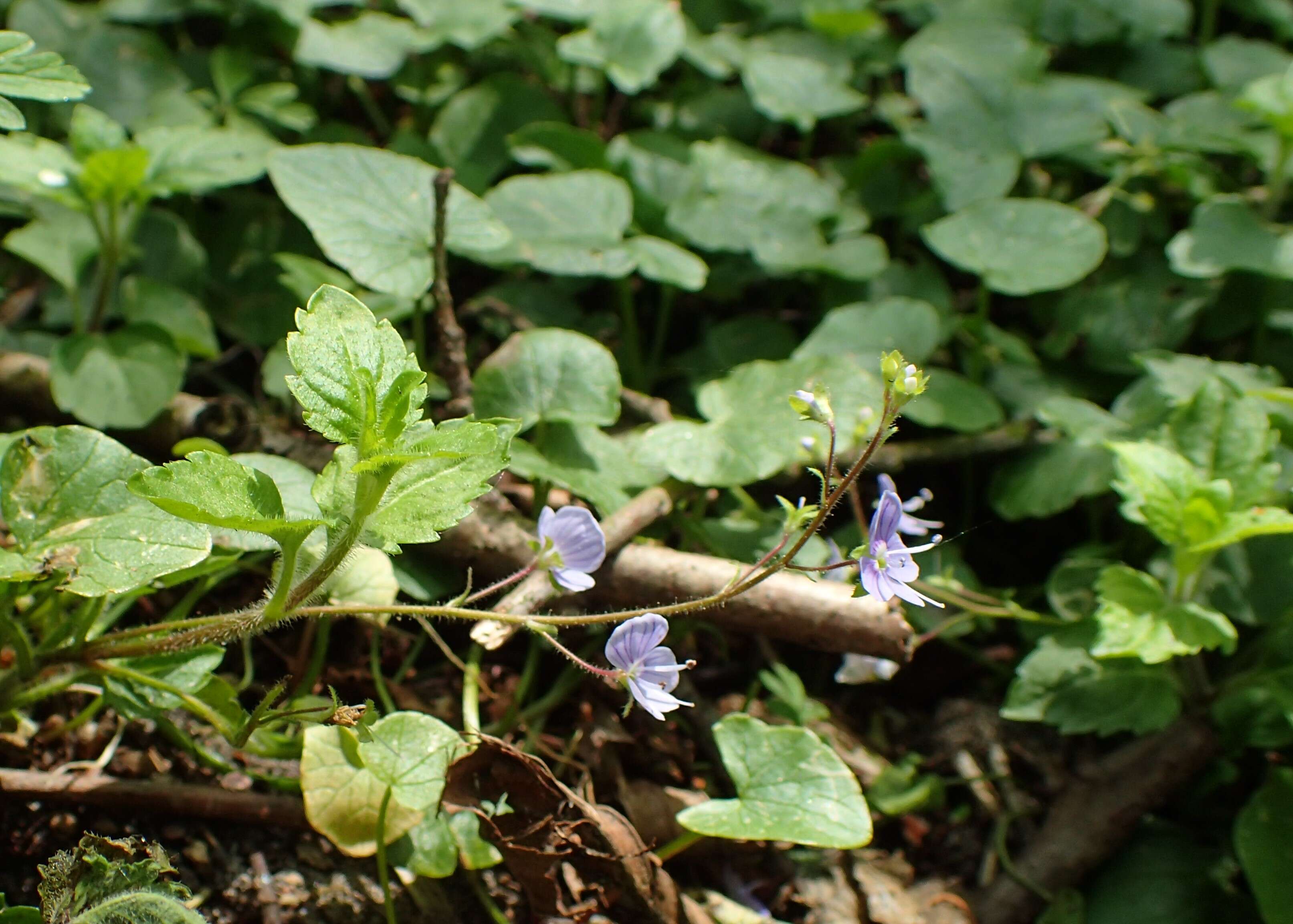 Image of Wood speedwell