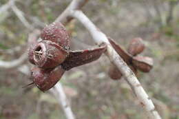 Image of Eucalyptus platypus Hook.