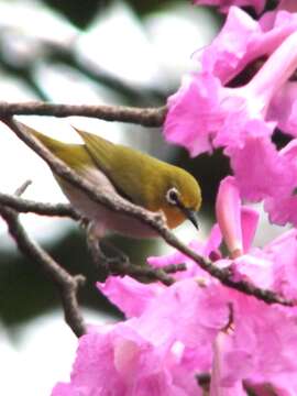 Image of Japanese White-eye