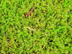 Image of square goose neck moss